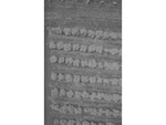 Agrowing Multi-Spectral Evaluation Package Black