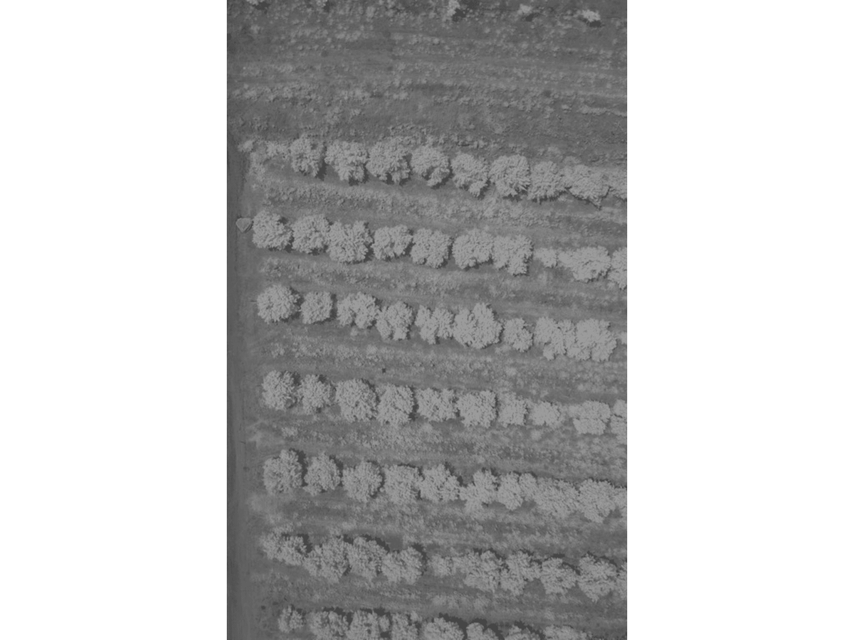 Agrowing Multi-Spectral Evaluation Package Black