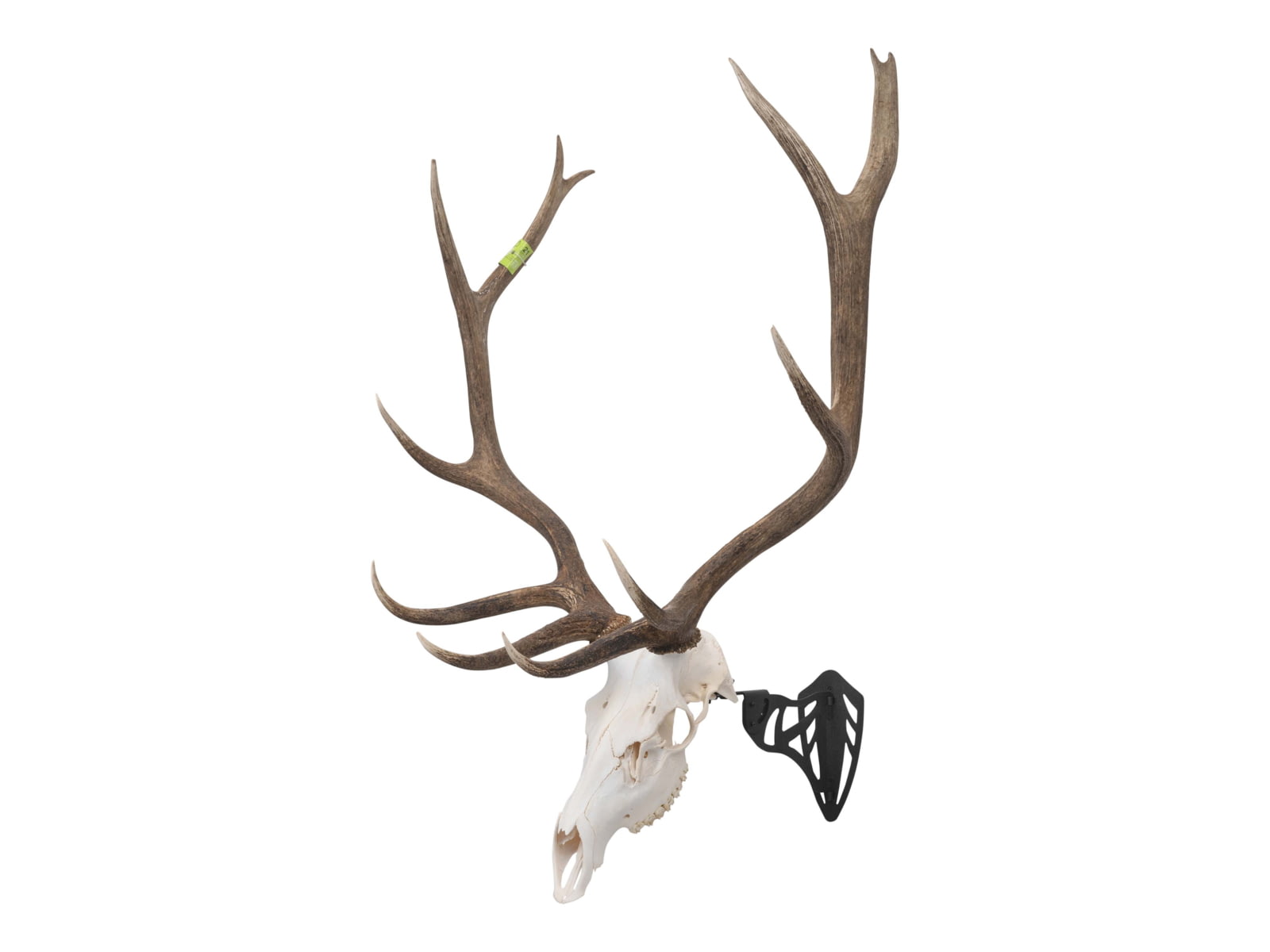 Allen EZ Mount Magnum Skull Hanger Black 7223