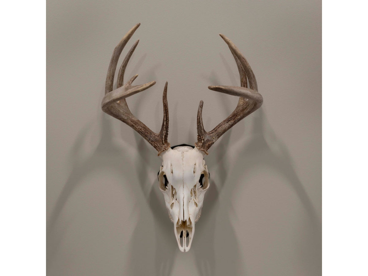 Allen EZ Mount Silhouette Skull Peg Black 7233
