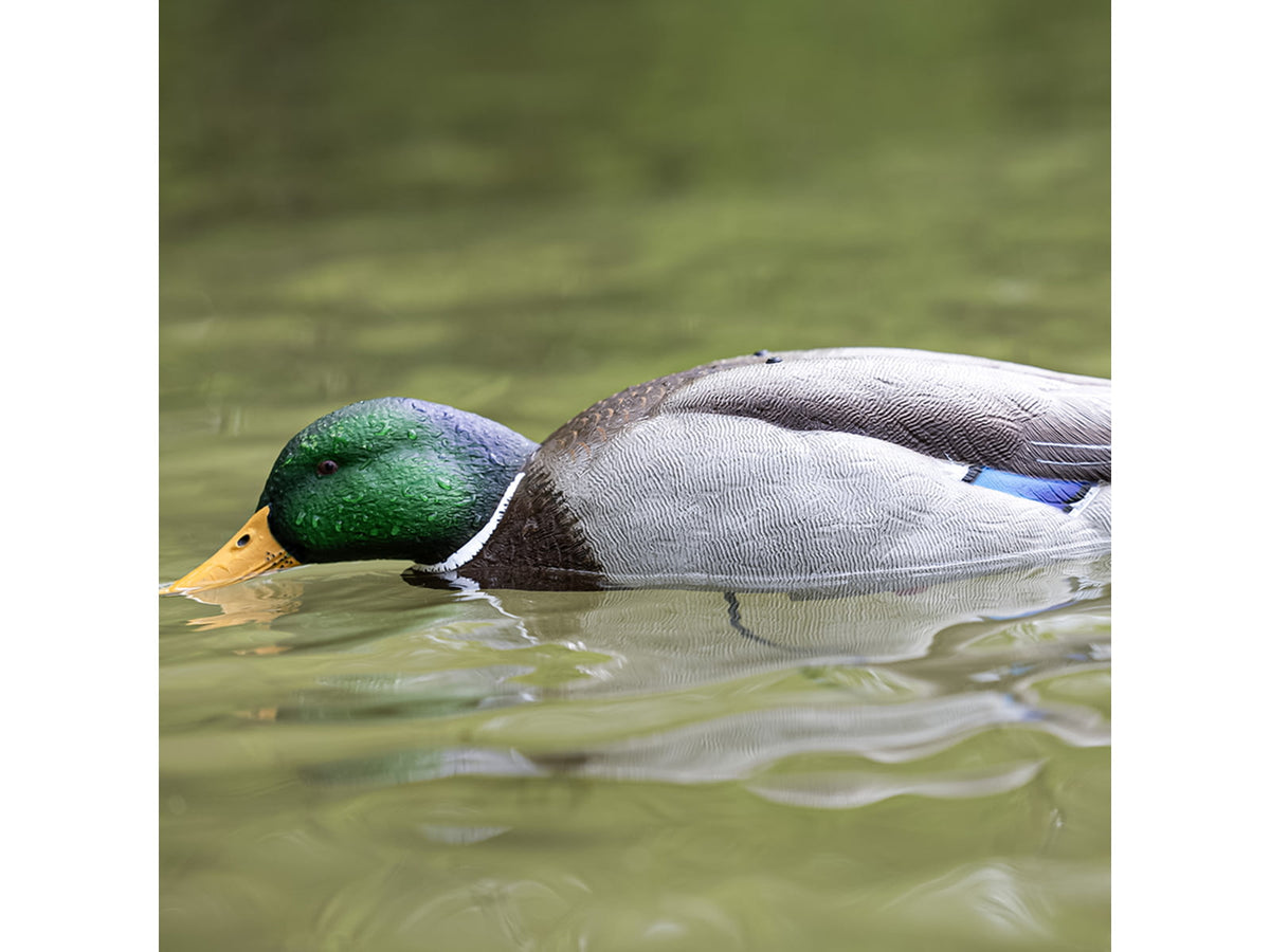 Avian X Tip Up Mallard Feeder Duck AVX-TPUPM