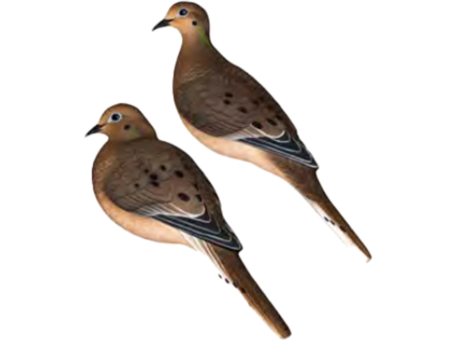 Avian X AXP Full Body Dove Decoys 6 Pack AVX-DOVE-6PK
