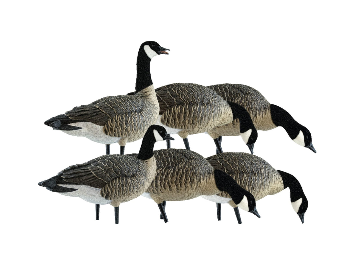 Avian X AXP Lesser Fusion Pack Black AVX-LESS-6PK