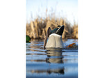 Avian X Power Butt Kicker Duck Decoy Drake Mallard Brown AVX-PBKD