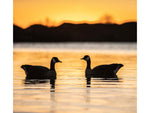 Avian X Top Flight Goose Decoy Honker Floater 4 pk. AVX-AVX9040 AVX-AVX9040