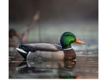 Avian X Topflight Fusion Mallards Decoy AVX-AVX8076