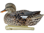 Avian X Topflight Gadwall Decoy AVX-AVX8085