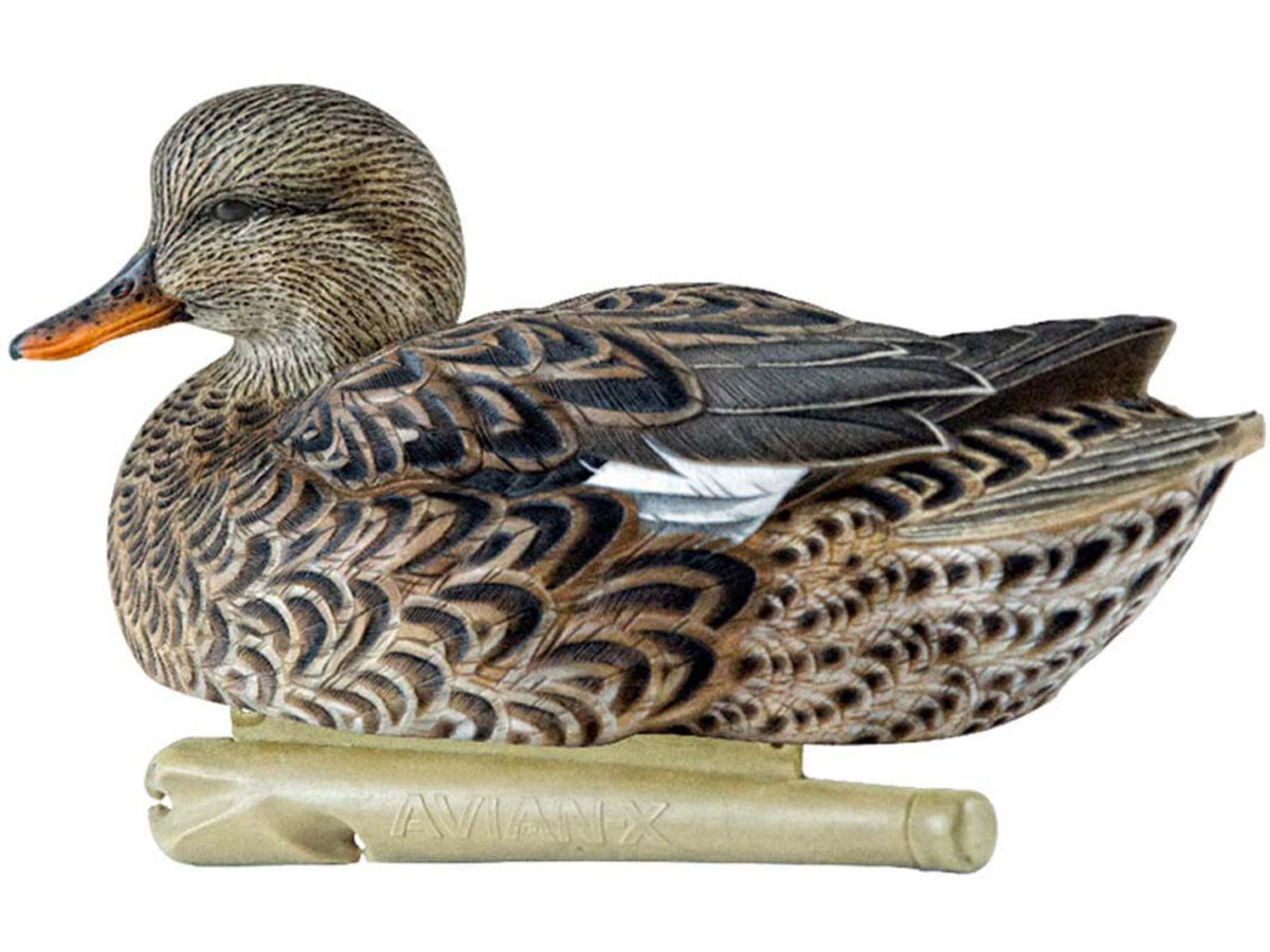 Avian X Topflight Gadwall Decoy AVX-AVX8085