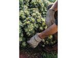 Barebones Kunar Utility Gloves Kunar Utility Gloves Extra Large Clay GDN-653