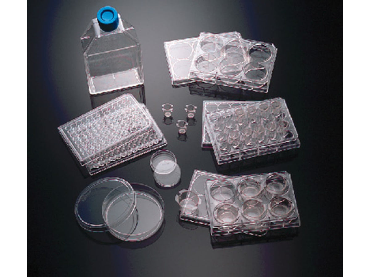 BD Plate Polyd Lys Lamin 24W CS5 354619