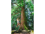 Black Diamond Ethos Shorts - Women's Charcoal Large