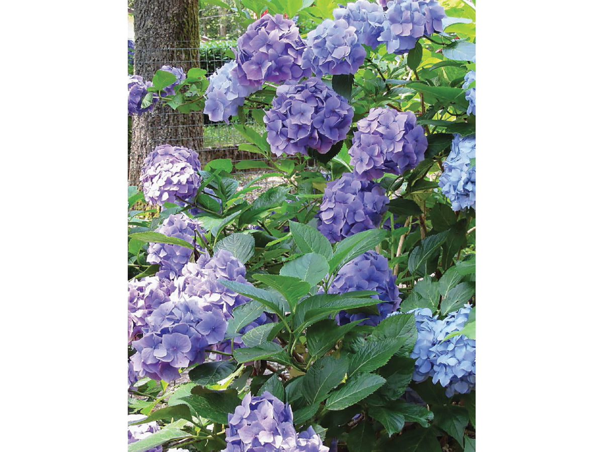 Books Plants That Can Kill BK477