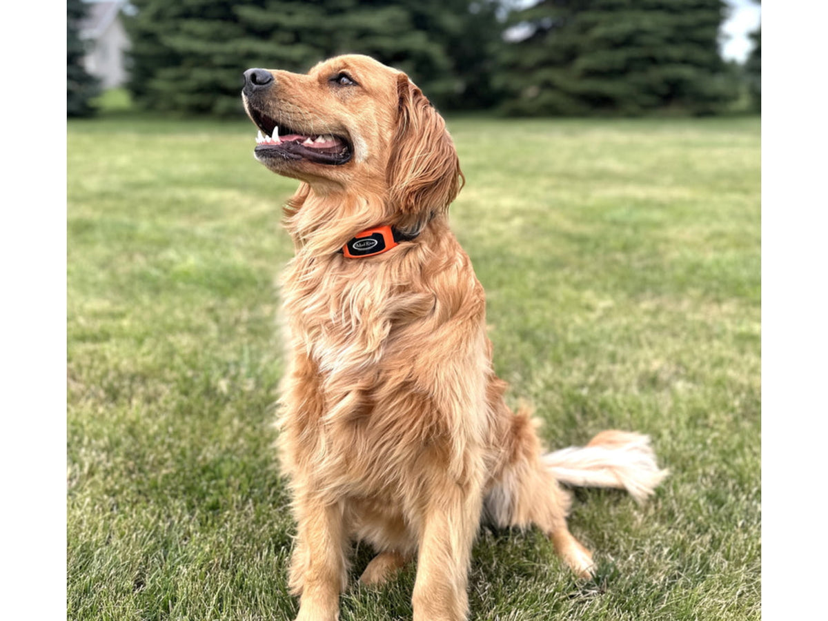Mud River MR 1001 Add-A-Collar Black/Orange 38108