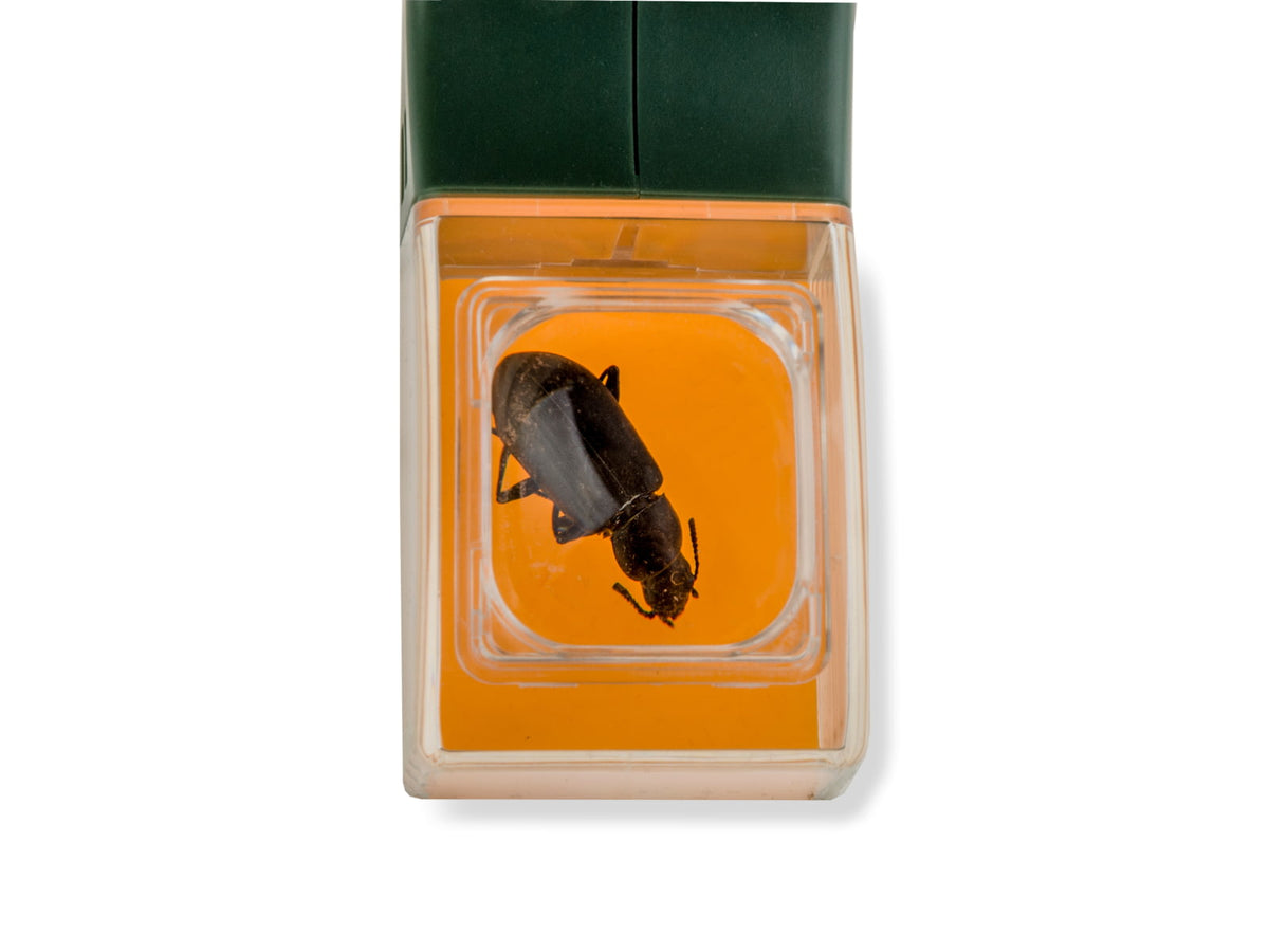 Carson BugView One Hand Bug Catcher with 5x Magnifier Outdoor Green