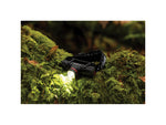 Coast XPH30R Headlamp