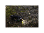 Coast XPH34R Headlamp