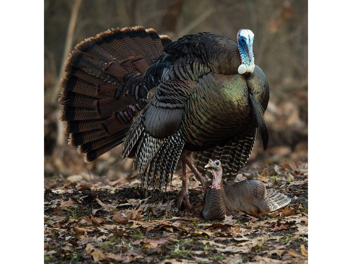 Dave Smith Decoys Mating Hen Decoy Black MAH