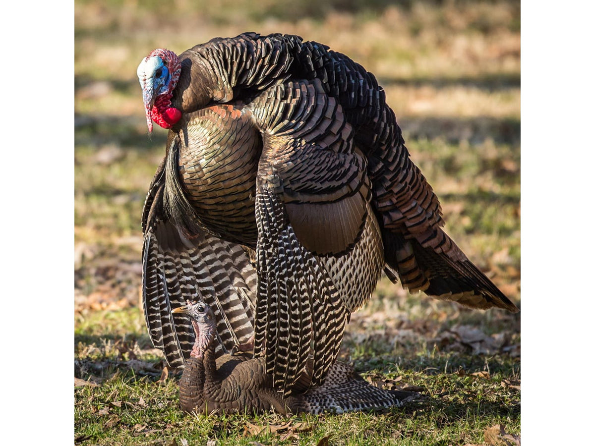 Dave Smith Decoys Mating Hen Decoy Black MAH