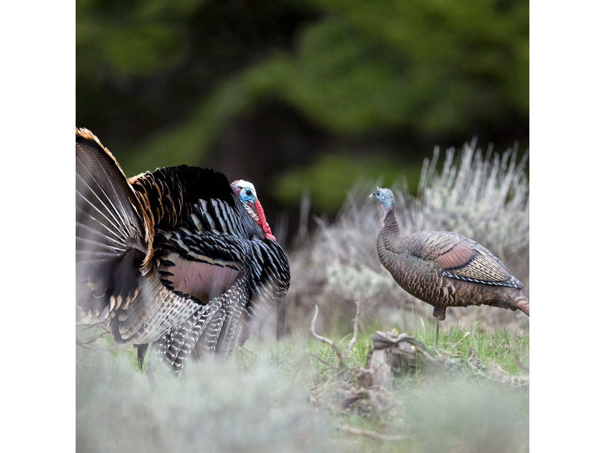 Dave Smith Decoys Upright Hen Decoy Black UPH