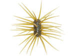 Duckett Fishing YEN Ashi Urchin Style Soft Bait