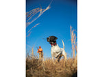 Garmin Alpha TT 25 Dog Collar LED 010-02447-20