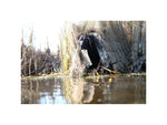 Higdon Outdoors 34018 Invisi-Lab Dog Blind Optifade Marsh 31 X 24 X 21
