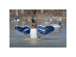 Higdon Outdoors 53077 XS Splashing Flasher Mallard Drake Multi Color Rechargeable