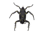 Lunkerhunt Reckless Roach Soft Bait 1 2in