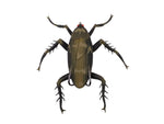 Lunkerhunt Reckless Roach Soft Bait 1 2in