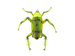 Lunkerhunt Reckless Roach Soft Bait 1 2in