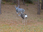 Montana Decoy Co. Muley Buck Decoy Multi 49