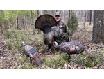 Montana Decoy Co. Purr-Fect Pair XD Decoy Combo Multi 86