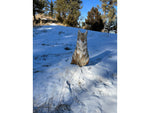 Montana Decoy Co. Sitting Coyote Decoy Multi 48
