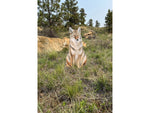 Montana Decoy Co. Sitting Coyote Decoy Multi 48