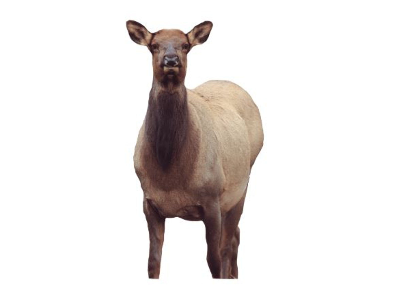 Montana Decoy Co. Eichler Elk Decoy Brown 41