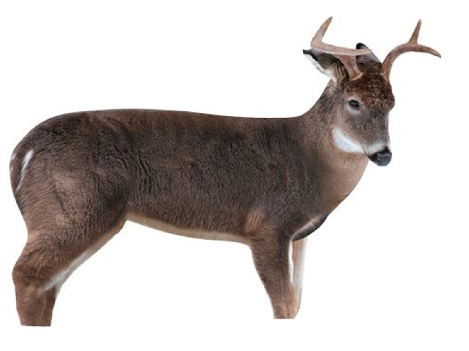 Montana Decoy Co. Freshman Deer Buck Decoy Brown 46