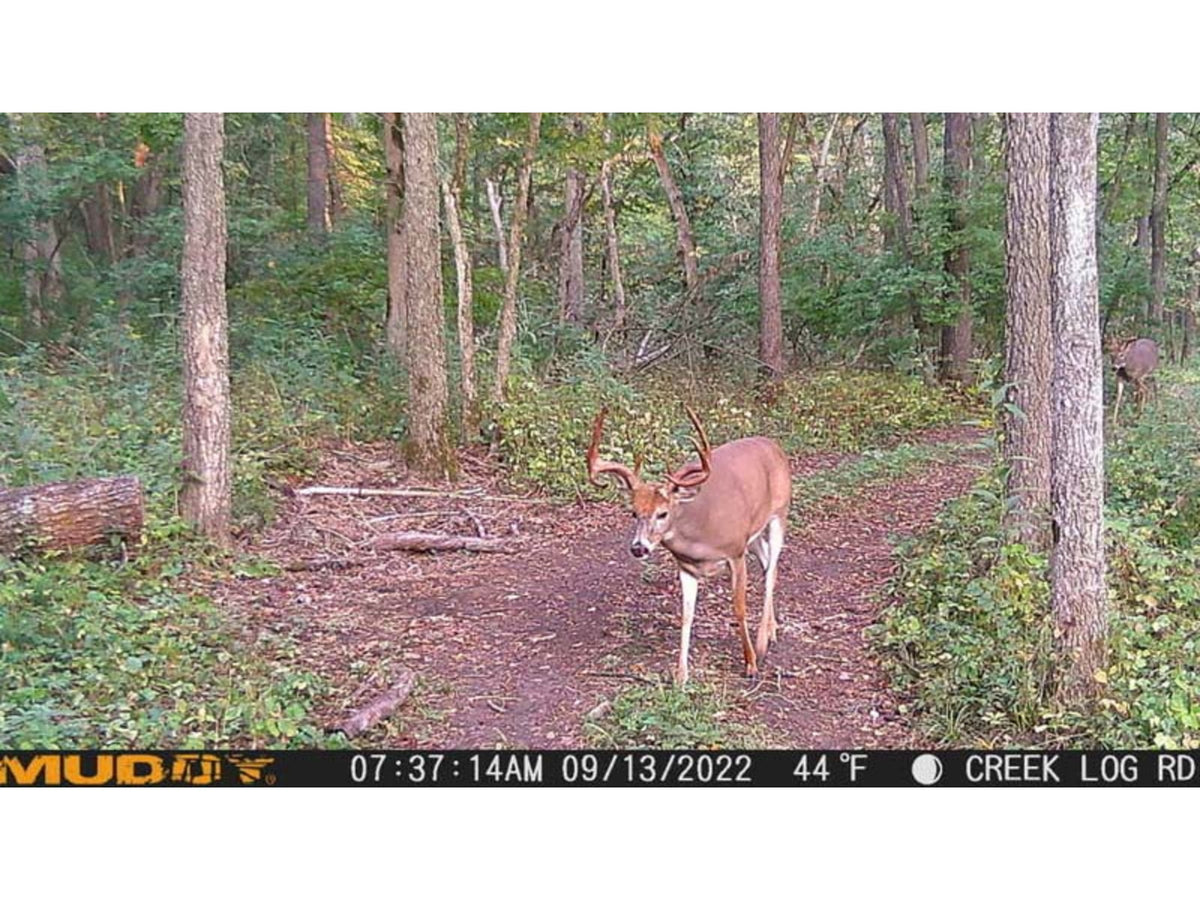 Muddy Mitigator Cellular Trail Camera Brown MUD-MTGTR