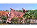 Muddy Mitigator Cellular Trail Camera Brown MUD-MTGTR