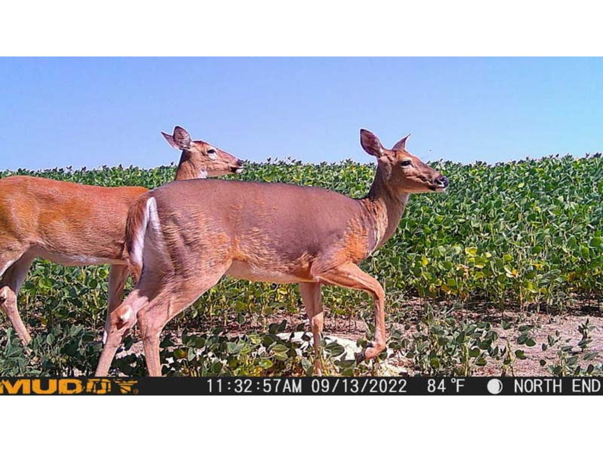 Muddy Mitigator Cellular Trail Camera Brown MUD-MTGTR