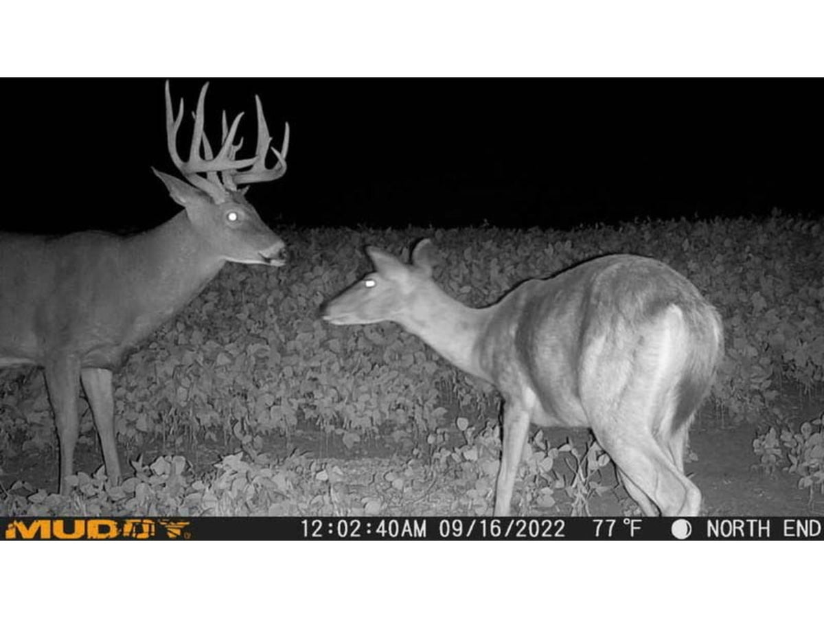 Muddy Mitigator Cellular Trail Camera Brown MUD-MTGTR