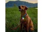 Nite Ize SpotLit Rechargeable Collar Light Disc-O Tech PSLGSR-07S-R6
