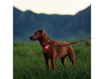 Nite Ize SpotLit Rechargeable Collar Light Disc-O Tech PSLGSR-07S-R6