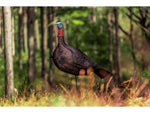 Primos Hunting Photoform Jake Decoys 69069