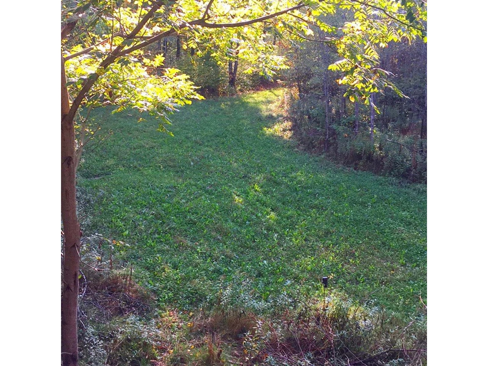 Image alt