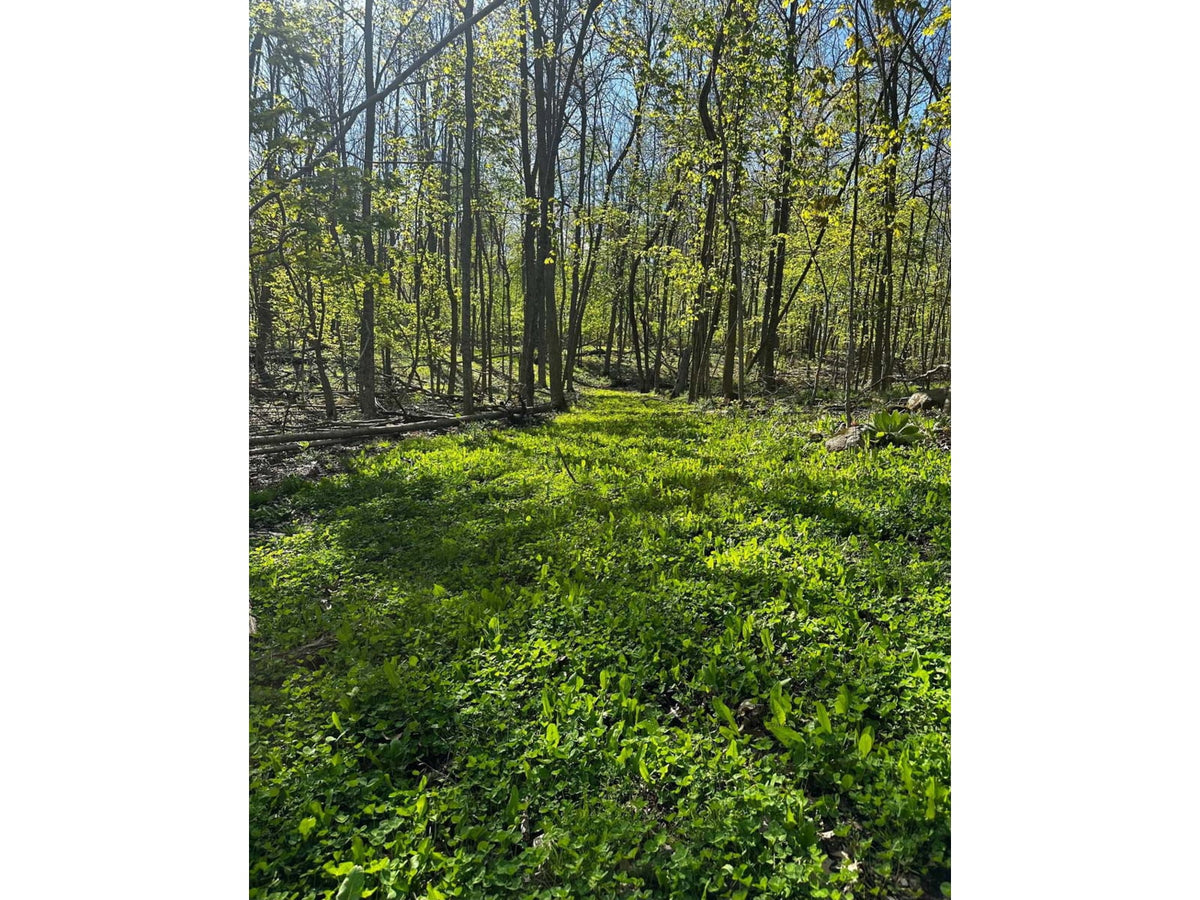 RaKK Fuel Groundwork 1/2 Acre Transition Blend Large