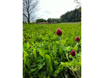 RaKK Fuel Groundwork 1/2 Acre Transition Blend Large