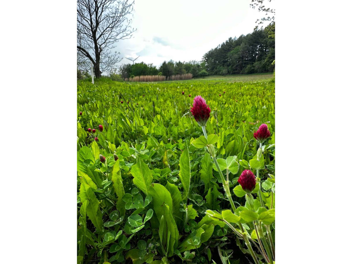 RaKK Fuel Groundwork 1/2 Acre Transition Blend Large