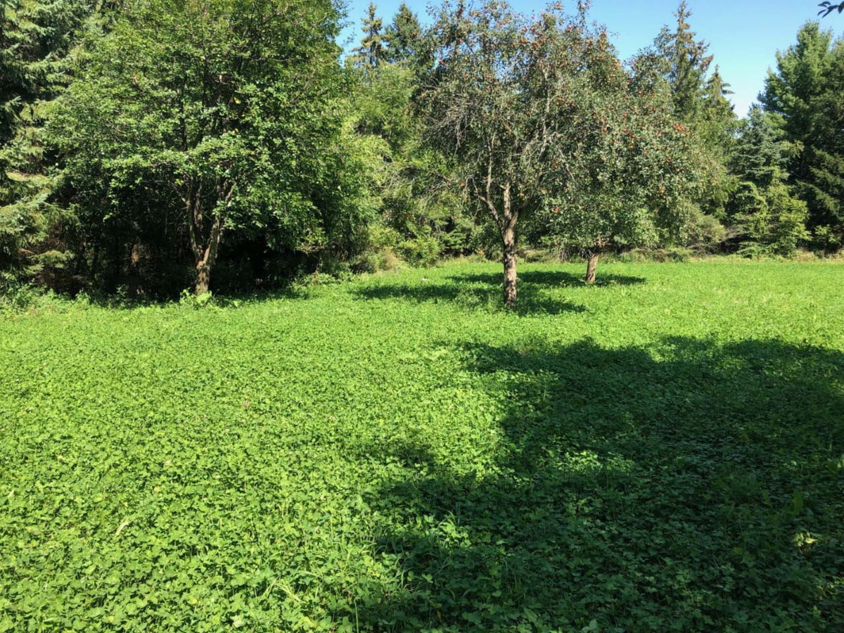 RaKK Fuel Groundwork 1/2 Acre Transition Blend Large