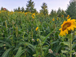 RaKK Fuel Hunters Haven 1/4 Acre Food Plot/Cover Screen/Wildlife Blend Large