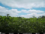 RaKK Fuel Hunters Haven 1/4 Acre Food Plot/Cover Screen/Wildlife Blend Large